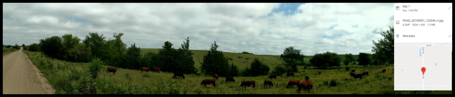 Panorama Hillside Cows